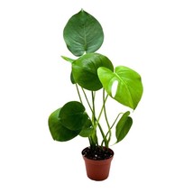 Monstera Deliciosa, 4 inch Split-Leaf Philo, Original Swiss Cheese Philodendron, - £14.78 GBP