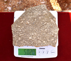 Large FOSSIL SLAB *10x9&quot; * Famous Fossil Locality Socorro, NM * incl Crinoids - £79.93 GBP
