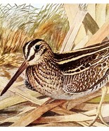 Wilson&#39;s Snipe 1936 Bird Lithograph Color Plate Print DWU12C - $467.16 MXN