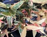 Trachelospermum Asiatica Tricolor Variegated Asiatic Jasmine 1 Plant Fre... - $37.96