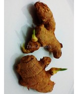 Ginger Zingiber officinale Zingiberaceae 2 Fresh root for growing Thaila... - £3.90 GBP