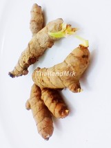 Turmeric Curcuma longa Zingiberaceae 2 Fresh root for growing ThailandMrk - £4.00 GBP