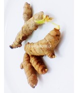 Turmeric Curcuma longa Zingiberaceae 2 Fresh root for growing ThailandMrk - £3.90 GBP