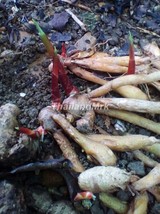 Fingerroot Boesenbergia Zingiberaceae 2 Fresh root for growing ThailandMrk - $5.00