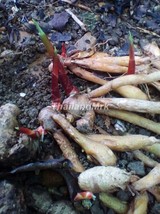 Fingerroot Boesenbergia Zingiberaceae 2 Fresh root for growing ThailandMrk - $5.00