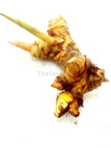 Alpinia galanga Zingiberaceae 1 Fresh root for growing ThailandMrk - $5.00