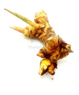 Alpinia galanga Zingiberaceae 1 Fresh root for growing ThailandMrk - $5.00