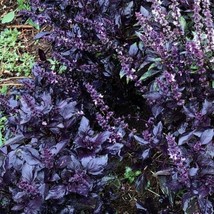 Seeds 150 Purple Basil Seeds Non Gmo - $8.19