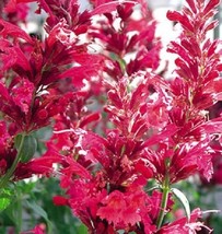 50 Agastache Red Heather Queen Flower Seeds Perennial Long LastingFrom US - $8.35