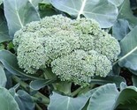 Green Sprouting Calabrese Broccoli Seeds 300 Seeds Non-Gmo Fast Shipping - $7.99