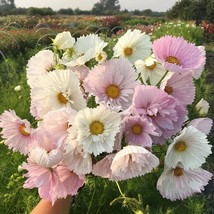 200 Cupcake Blush Cosmos Seeds Planting US Seller Fast Shipping - £4.23 GBP