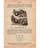 Antique Medical Print The Jaw 2 Sides Treatise On Physiology &amp; Hygiene 1890 - $51.44 CAD