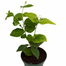4&quot; Pot Arabian Tea Jasmine Live Plant Maid of Orleans Best Gift Gardening - £46.35 GBP