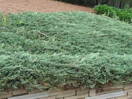 VP ( 4 ) - Blue Rug Spreading Juniper - ( 1 Qt ) ( 4 Live Plants ) - £56.05 GBP