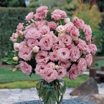 LISIANTHUS SEEDS 25 SEEDS LISIANTHUS ABC ROSE CUT FLOWER SEEDS - $23.48