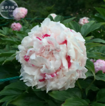 SEED White Little Red Peony Shrub Flower Seeds - $3.99