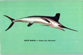 White Marlin Ocean City Maryland Postcard - £4.03 GBP