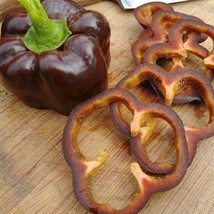 Chocolate Beauty Pepper Sweet Organic Gardening Fresh USA Shipping - £6.36 GBP