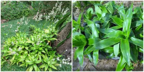 Callisia Fragrans Live Plants Cutting 10 Inches Tall Fast Shipping - $17.03