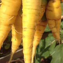 Solar Yellow Carrot Seeds Organic Garden Fast Shipping - £5.22 GBP