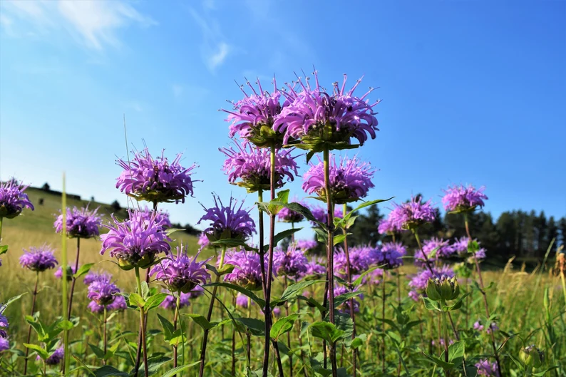 1000 Seeds WILD BERGAMOT Monarda Fistulosa aka Mintleaf Bee Balm  - $9.99