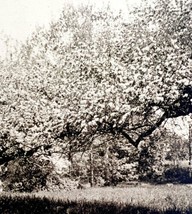 Camden Arch Trees Blossoms Landscape Maine 1924 Gravure Print New England DWT8B - £25.92 GBP