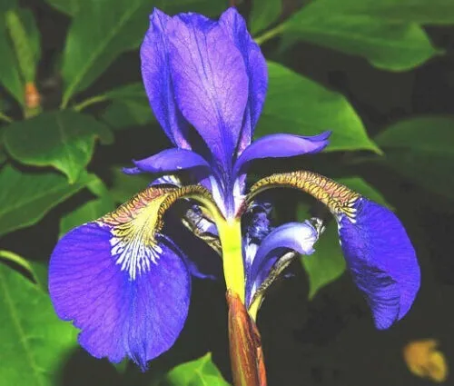 Wild Blue Iris 25 Seeds Iris Missouriensis Perennial Bloom Blue Garden - £9.40 GBP