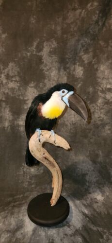 Primary image for channel-billed toucan (Ramphastos vitellinus) Taxidermy Mount