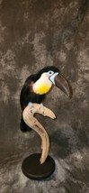 channel-billed toucan (Ramphastos vitellinus) Taxidermy Mount - £2,516.64 GBP