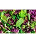 MX Premium Gourmet Mesclun Leaf Lettuce Mix Fresh Heirloom Seeds Awesome... - $10.09