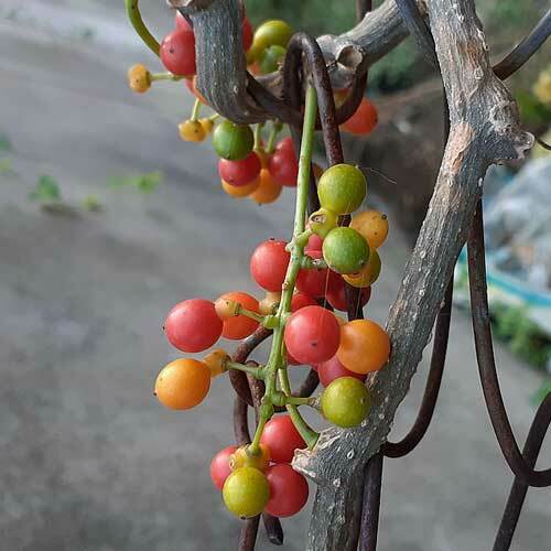 Tinospora Cordifolia Heart Leaved Moonseed Guduchi 5 Seeds New Fresh US ... - $39.58