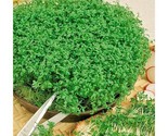 1000 Seeds Curled Cress Seeds Organic Indoor Container Sprouting Shade G... - $8.99