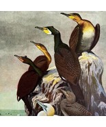 Cormorants And Gannet 1955 Plate Print Birds Of America Nature Art DWEE33 - $564.18 MXN
