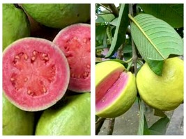 3ft Pink Guava (Psidium guajava) tree ( Air layer tree) - £156.66 GBP