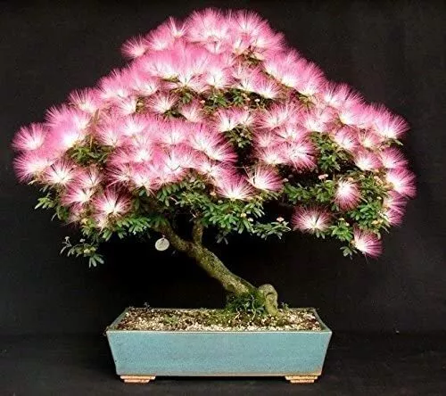 20 Albizia Julibrissin Mimosa Bonsai Tree Seeds For Planting Persian Pink Silk U - £13.33 GBP