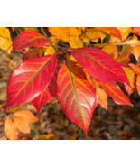 Nyssa sylvatica Potted Tree also known as Black Tupelo, Black Gum and So... - $39.19 CAD+