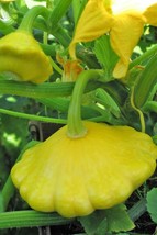 SEPT Yellow Bush Scallop Summer Squash Seeds Golden Custard - £4.49 GBP