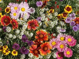 SHIP FROM US 8,500 Butterfly Bees Wildflower Mix Seeds Pollinator Blend, ZG09 - £21.71 GBP