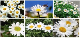 VP Mammouth * White Daisy Flowers * Over 100 Seeds Usa Seller - £2.77 GBP