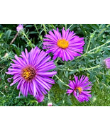 MBK 8 Starfruit Carambola Seeds Fast Ship - $12.98