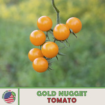 SGHOST 10 Gold Nugget Tomato Seeds Heirloom Openpollinated Nongmo Genuine USA Se - $8.62