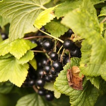 Organic Black Currant Seeds, Pack of 30 - Luscious Berries for Home Gardens - Id - £5.19 GBP