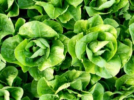 Parris Island Cos Romaine Lettuce Seeds 600 Vegetable Fresh Garden Fast ... - $3.98