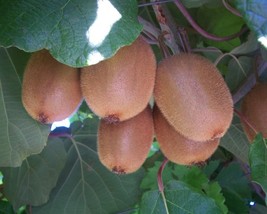 Actinidia Chinensis (Chinese Actinidia) 20 seeds - £1.22 GBP