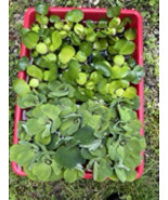 Father&#39;s Day Special (20) MIX Water Lettuce &amp; Hyacinth Koi Pond Floating... - €47,43 EUR