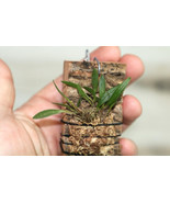 STELIS PAPAQUERENSIS SMALL ORCHID MOUNTED - $741.26 MXN
