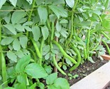 1 Oz Fava Bean Seeds Organic Heirloom Broad Bean Gourmet Buttery Nutty T... - $8.99