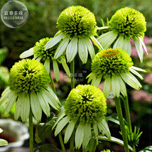 Echinacea Lime Green Bonsai Coneflowers 200Seeds Seeds Deer Resistant Plantings  - $10.70