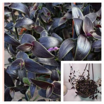 SEPTH Tradescantia Black 6inches Pot Live Plant black yew  Tradescantia Jose Pui - $29.99