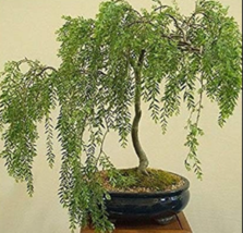 Bonsai Weeping Willow Tree - Thick Trunk - Get the Mature Bonsai Look Fast - Gol - £12.57 GBP